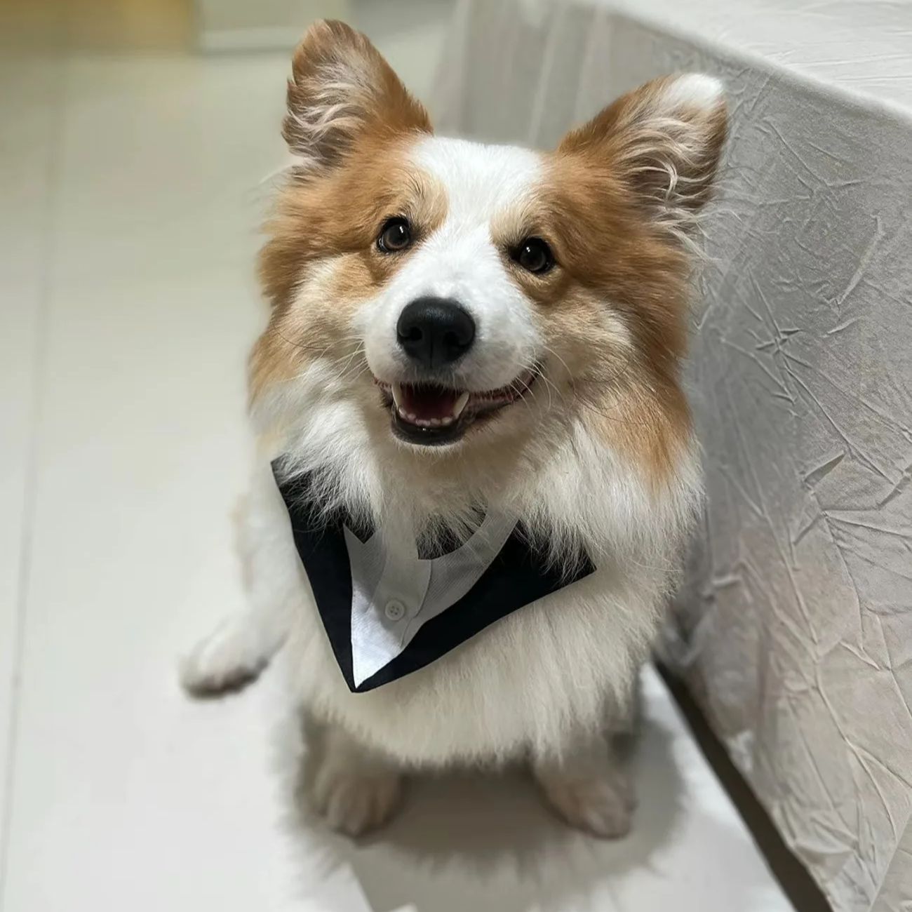 Vêtements pour chiens : Costum - Suit Supply Wedding Party avis et prix